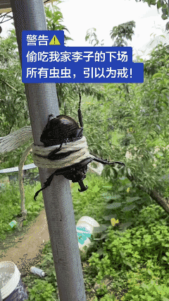 杀鸡儆猴
偷吃我家李子的下场！🤬