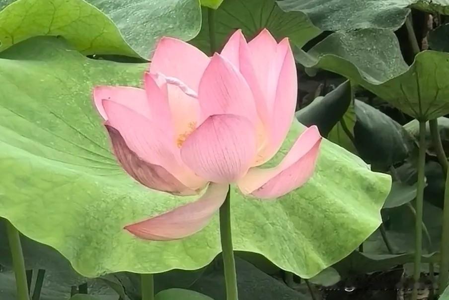 别道德绑架，穿着白色的外褂，并不是就得当天使，因为你现在说的再好，等真正出了事情