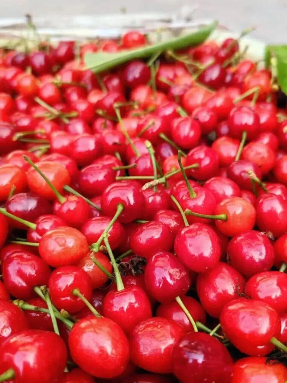 ”樱“有尽有，甜在心头

春日风一吹，吹红了樱桃的小脸。樱桃是春夏的诗，红的热烈