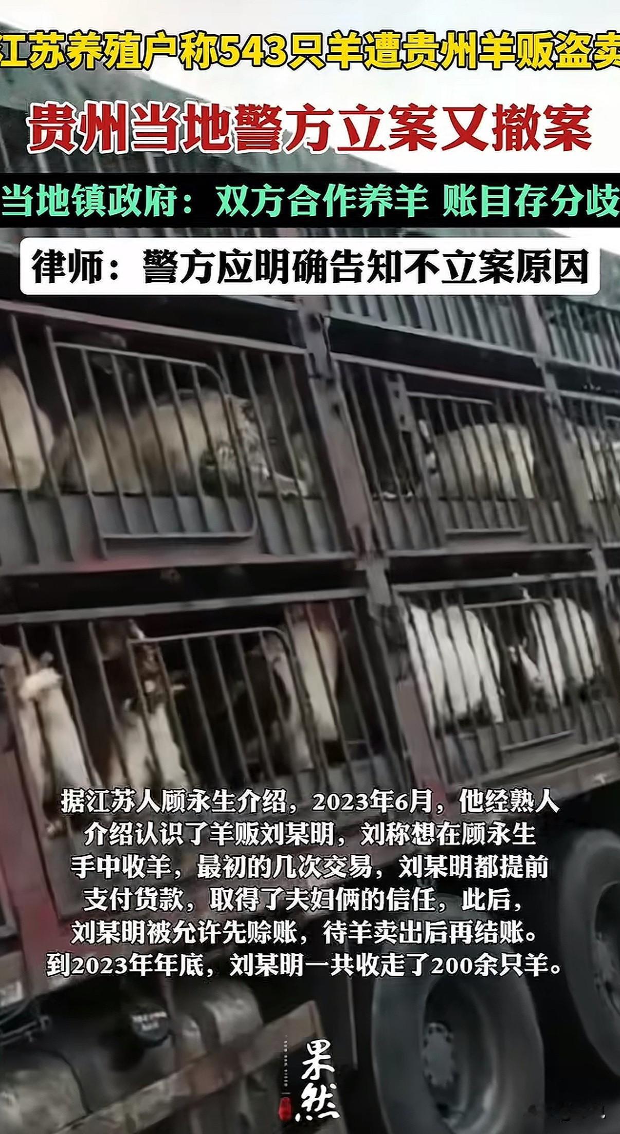 一位江苏养殖户，听信“贵州山地肥草养羊能赚大钱”的话，举债近百万买了543只羊千