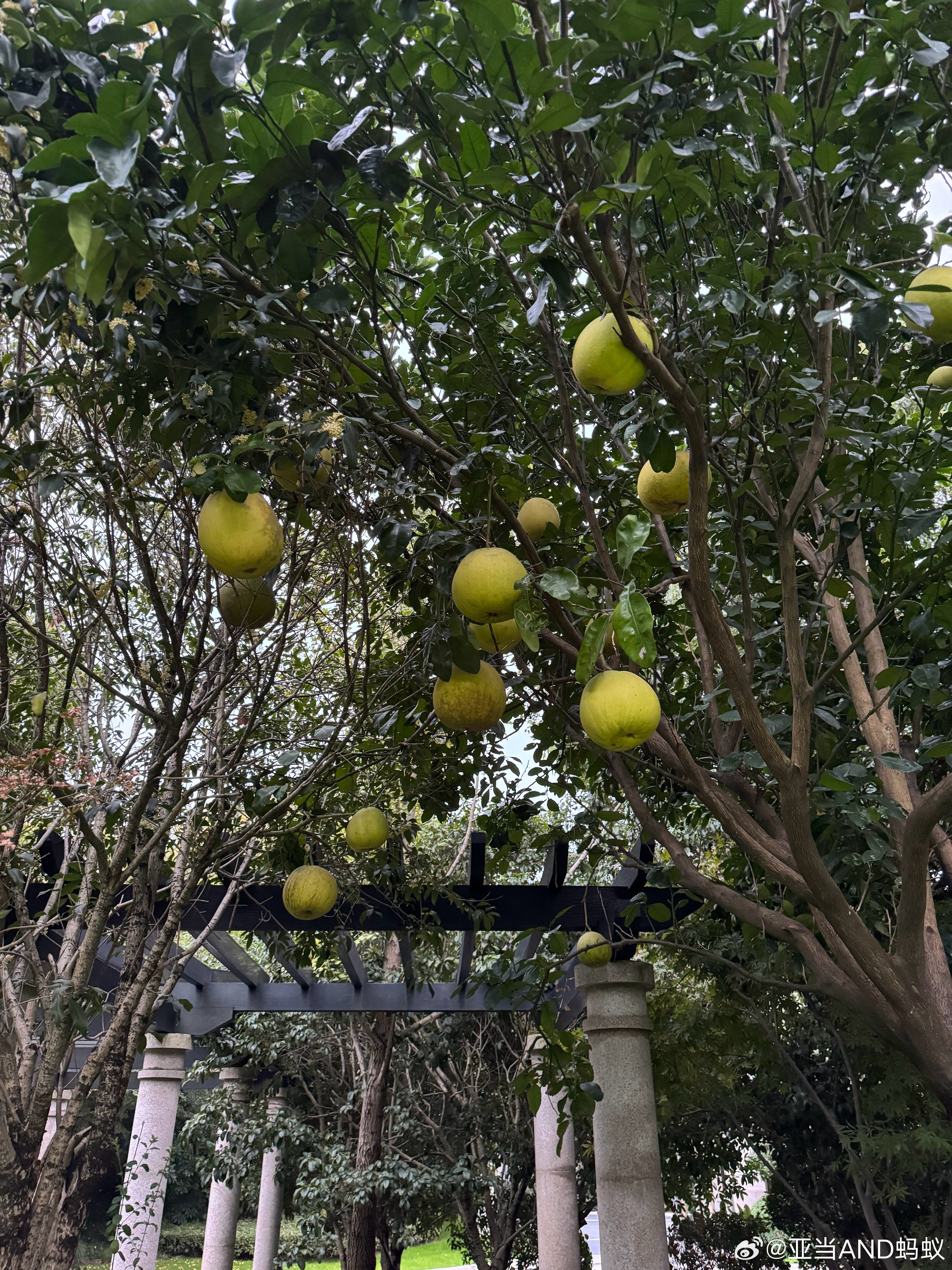 臂展不够，颇为捉急啊。 ​​​