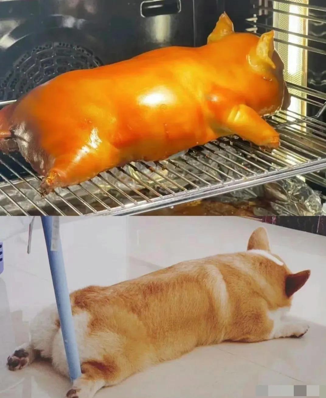 是柯基也是柯猪