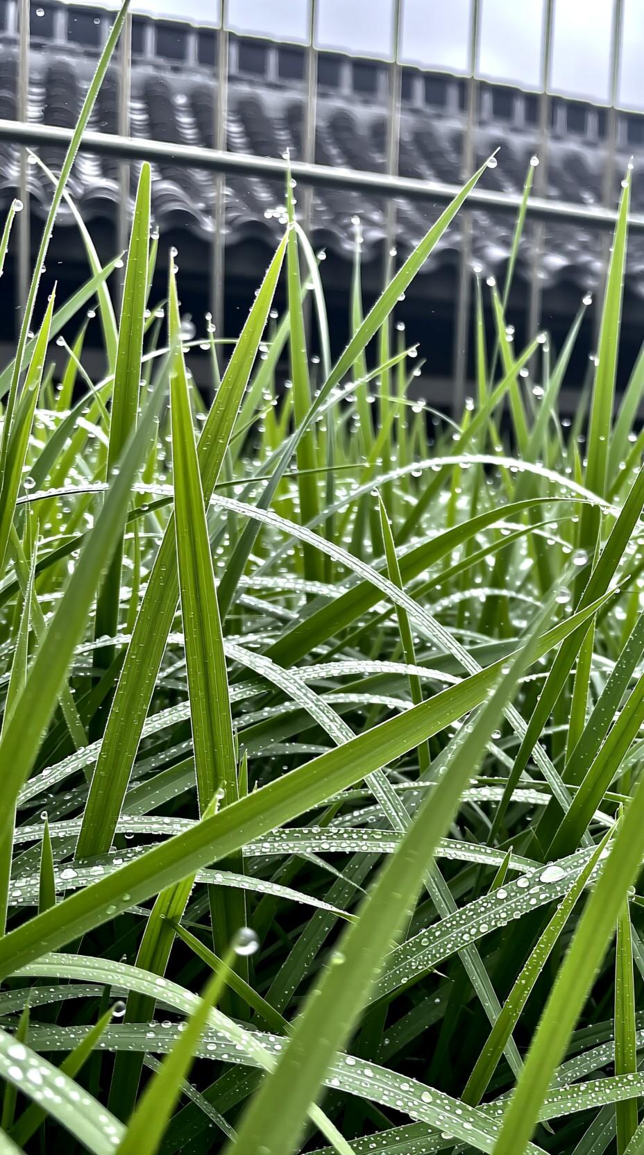 下联：清晨漫步晨露润