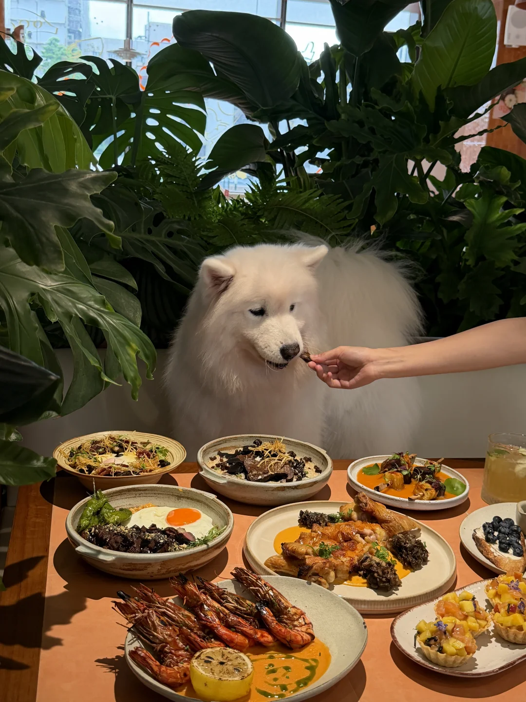 广州聚龙湾宠物友好餐厅👇