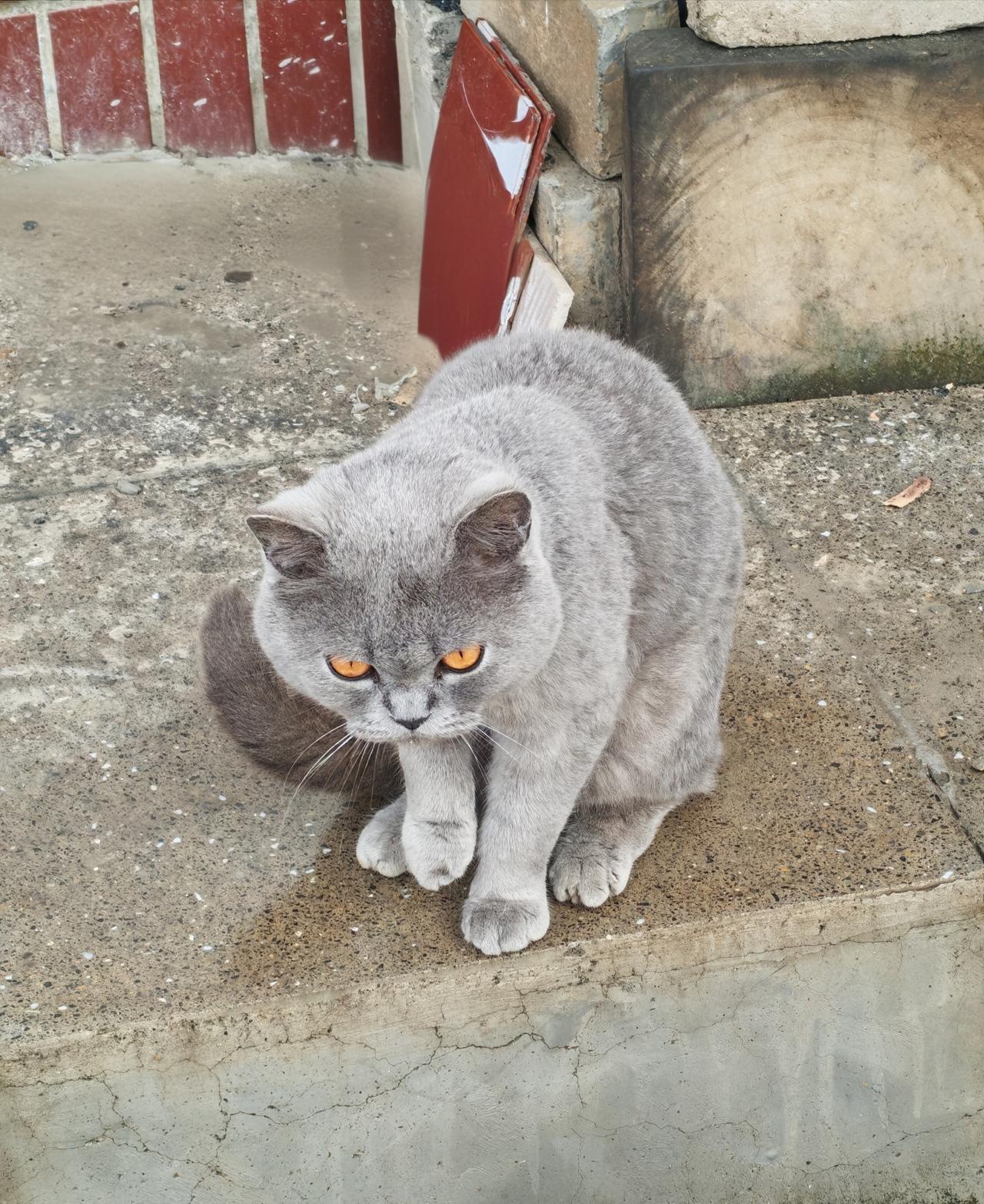 农家院里的猫咪，打了个盹，下了台阶，一头扎进水壶里自顾自喝起了水。