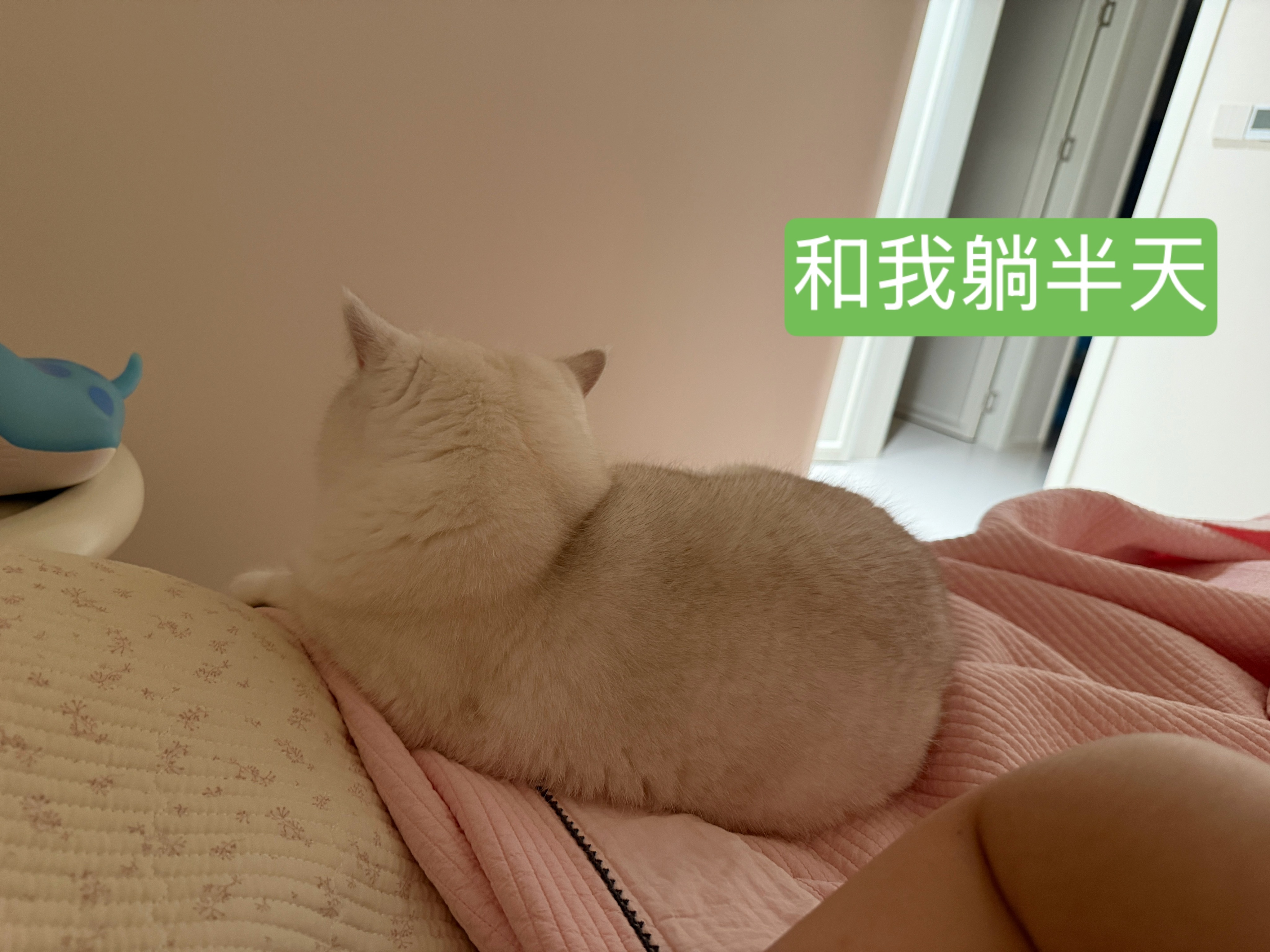 手机剪竖屏平板剪横屏有个好处就是一个热卡了可以换另一个一晚上剪了仨视频出来！简直