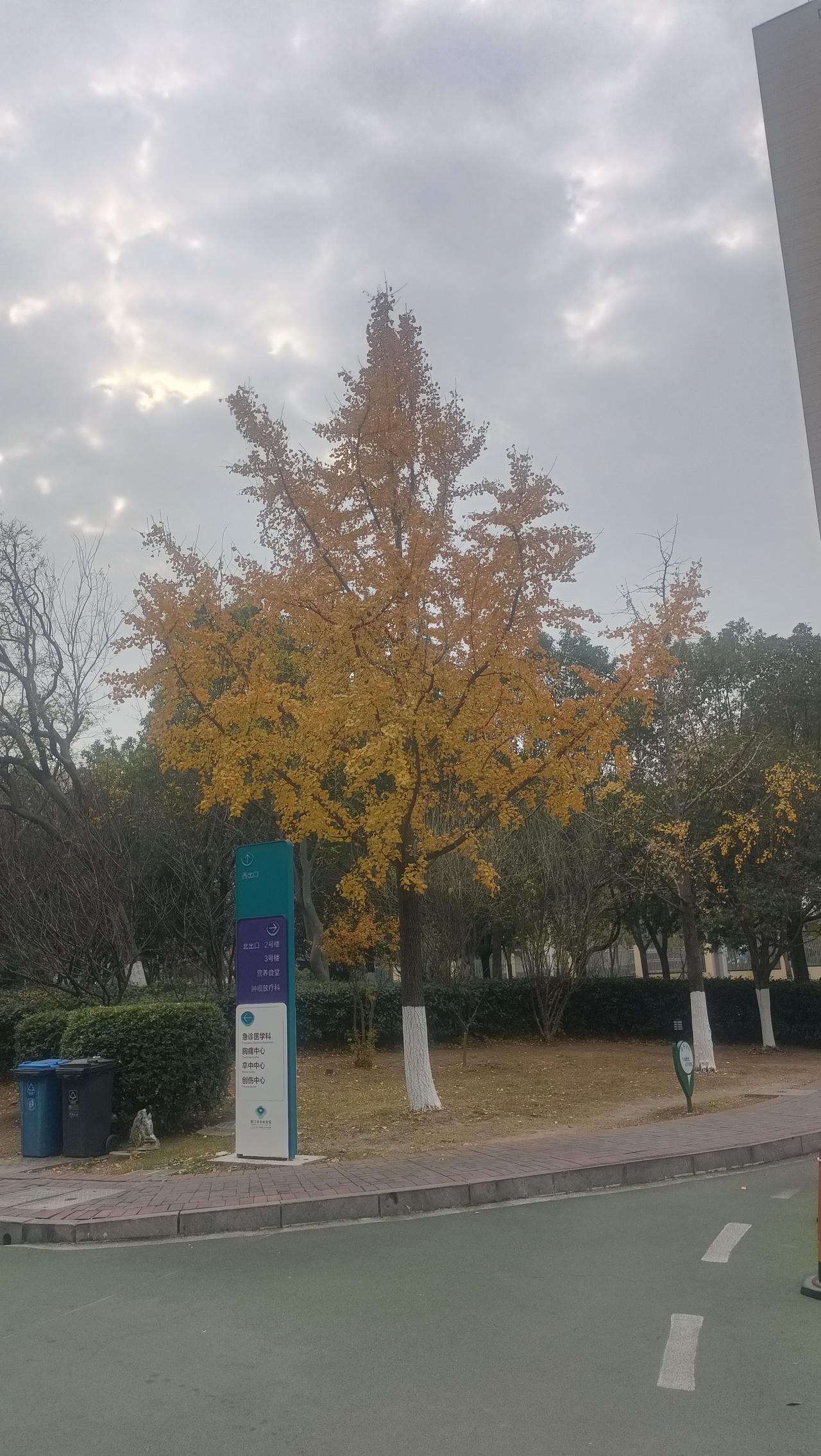 可以分享一张秋景树叶的的照片吗唯有银杏不负秋，银为有你，三生有杏，这些都是对银杏