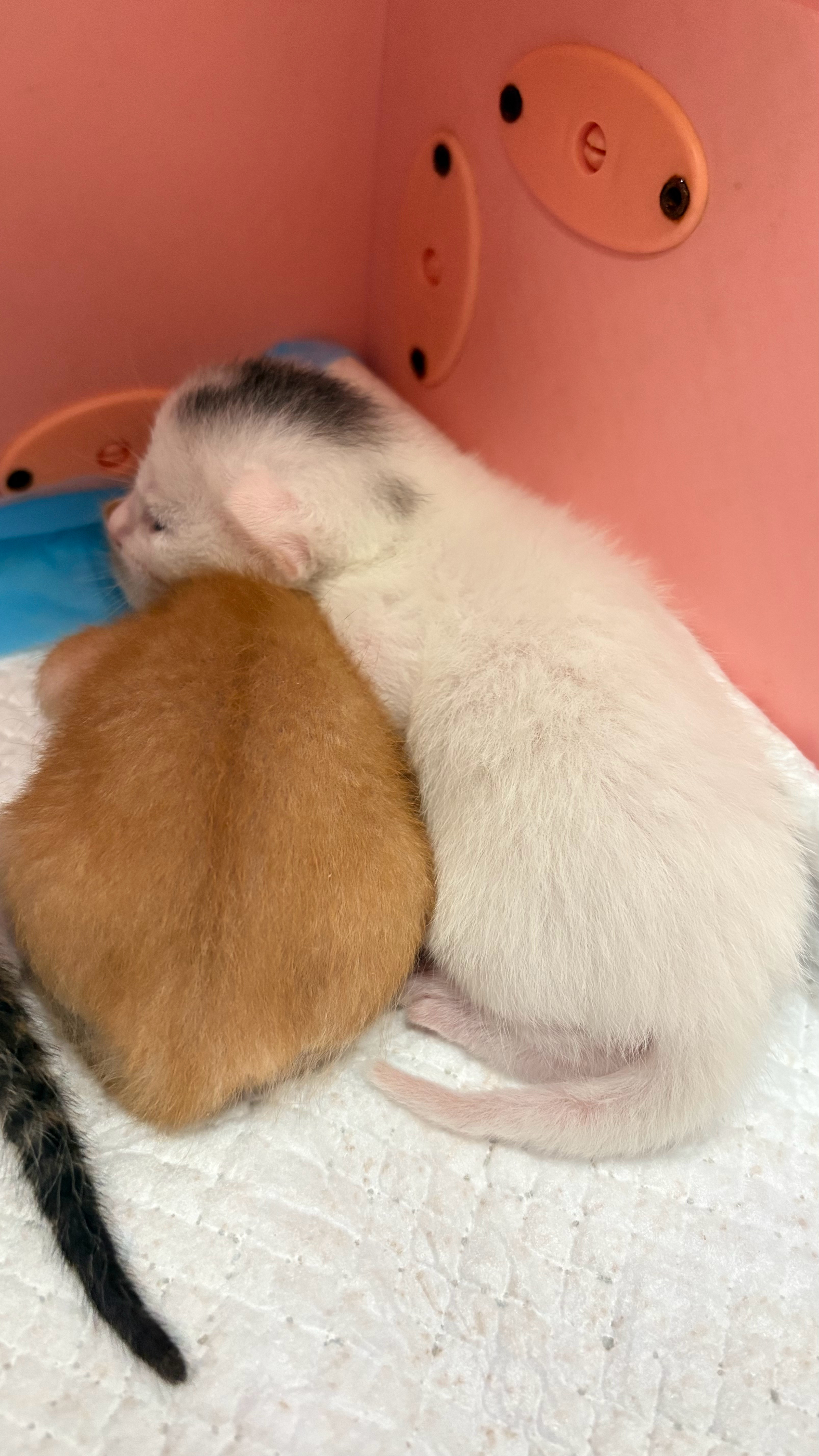 我的小橘橘要么被排挤，要么被压着。。。猫咪深圳领养 深圳
