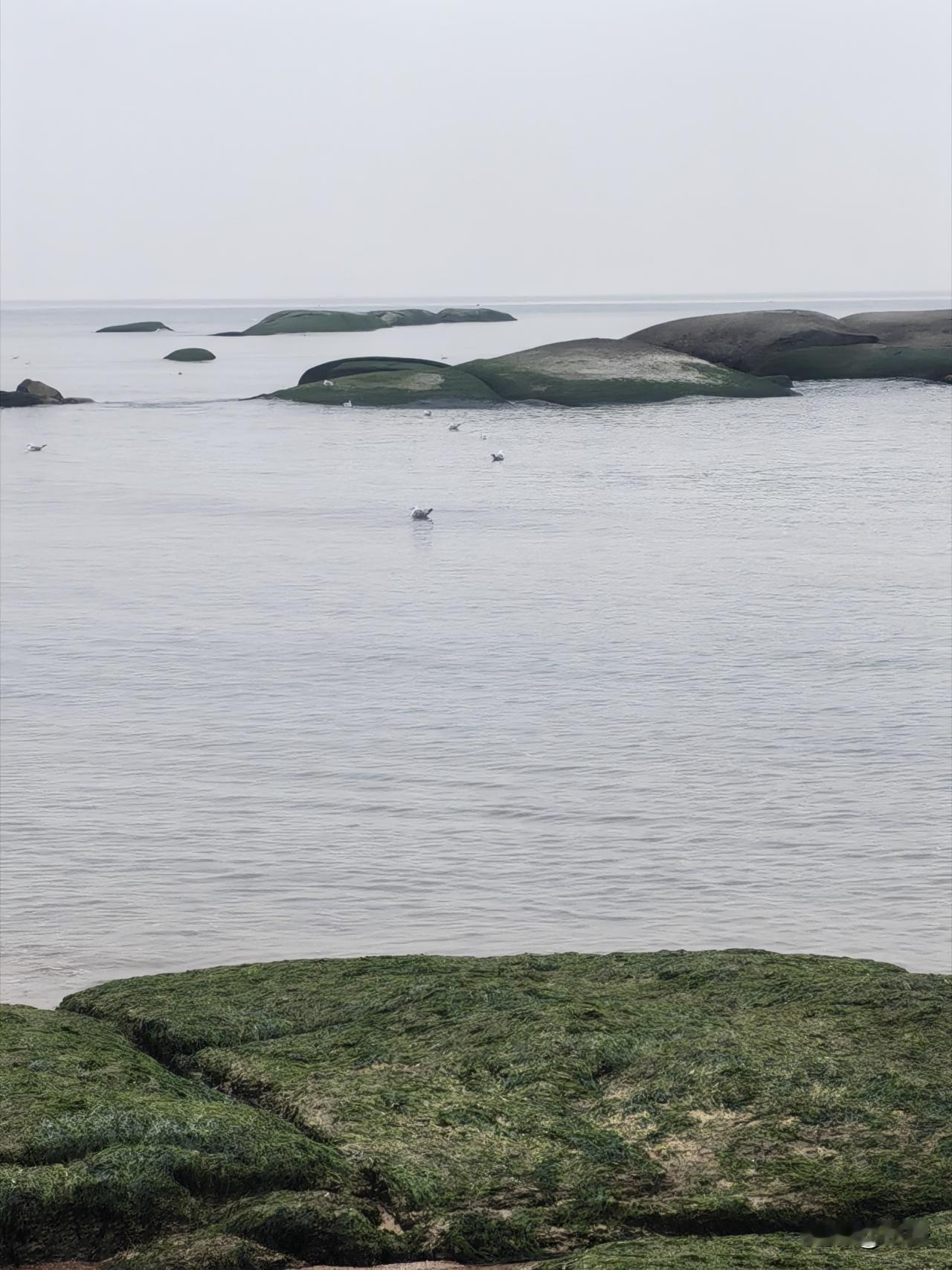 随手发一张海边的照片天雾蒙蒙，凉嗖嗖，海边偶尔见人，海鸥很多，礁石绿油油的，冬天