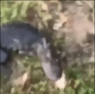 鳄鱼太没面子了 ​​​
