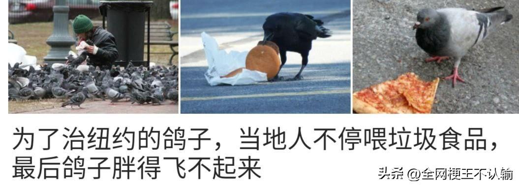 纽约人民的治鸽新思路