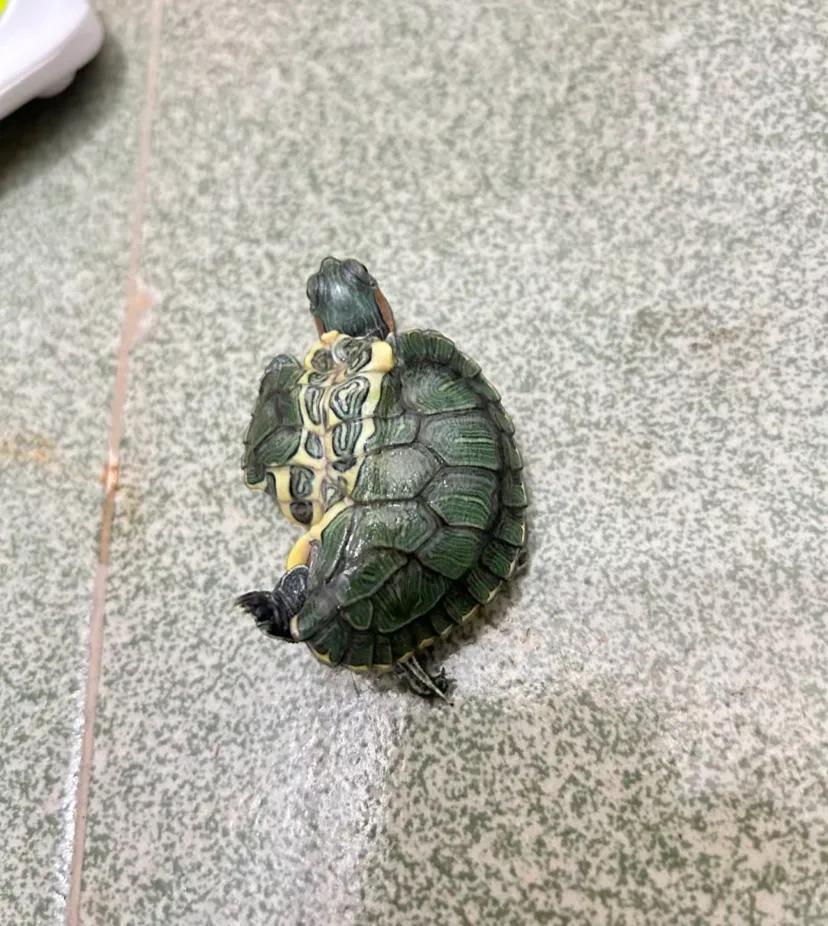 一个生命就这样轻松自在的来了，坚强的生命力给予我们看到的是顽强的意志力。此龟放在