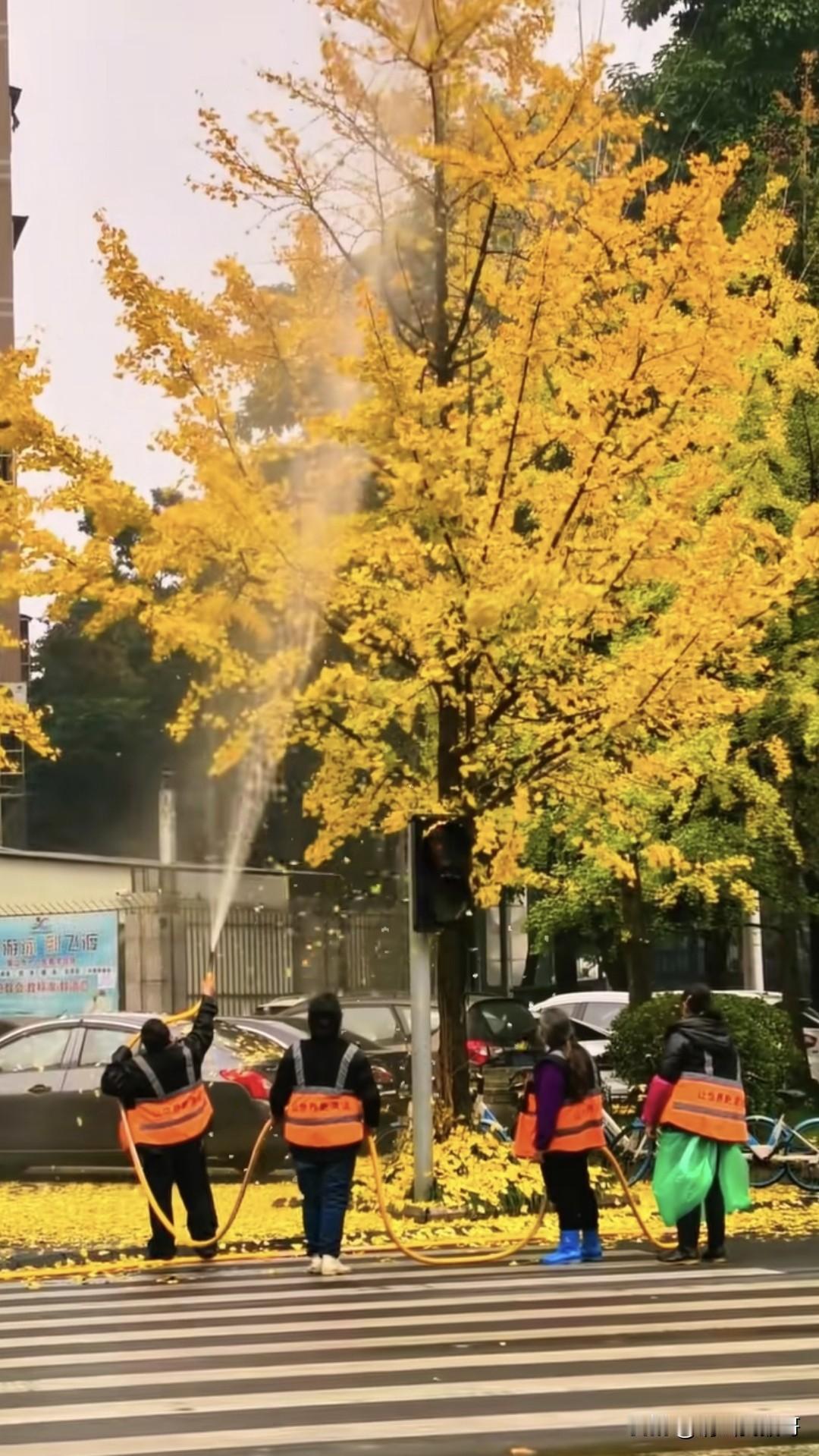 作为一片树叶，其实我本应该明天凋落的