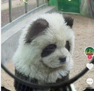 笑死了！
这真正诠释了办法总比困难多，不过这么损的招也亏他们想的出来。

山东曲