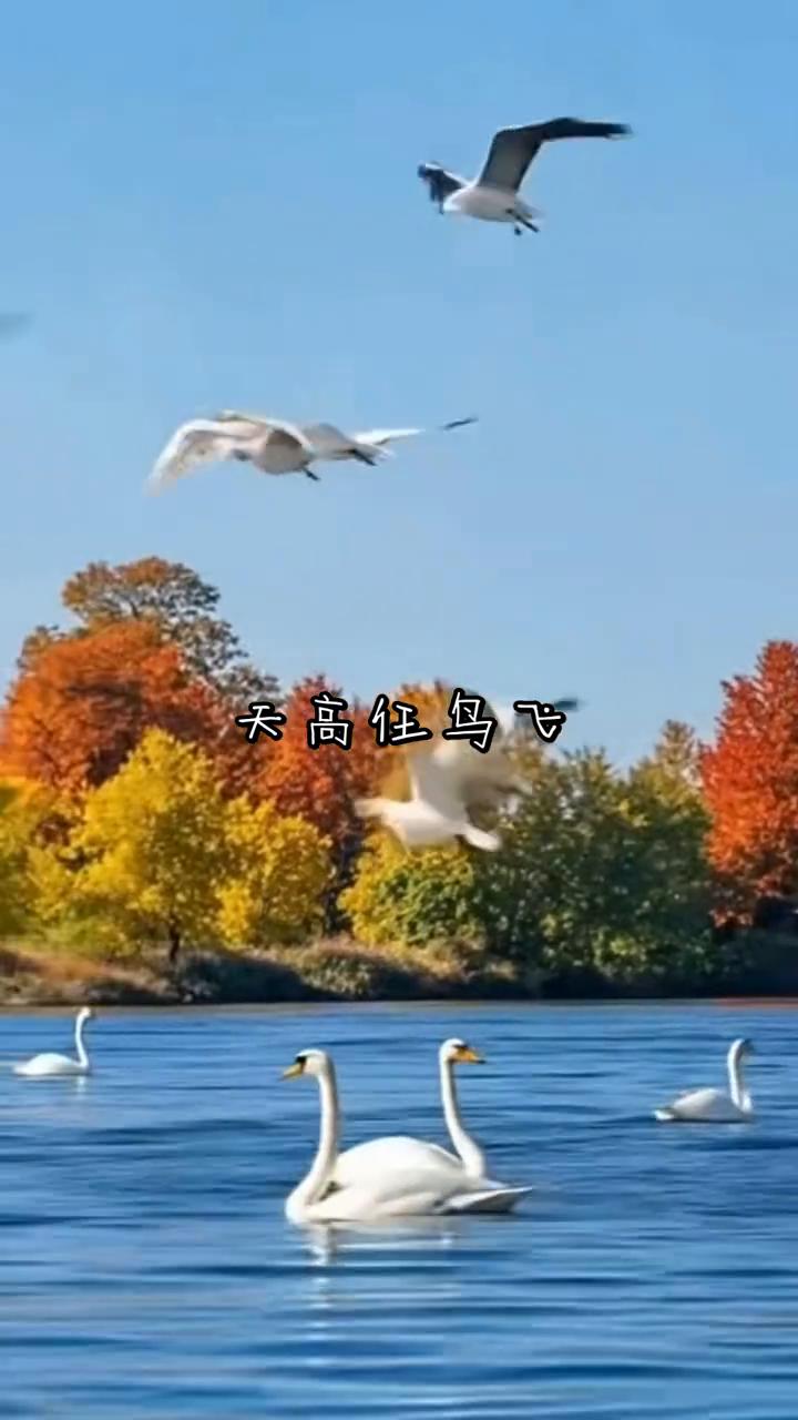 天高任鸟飞。