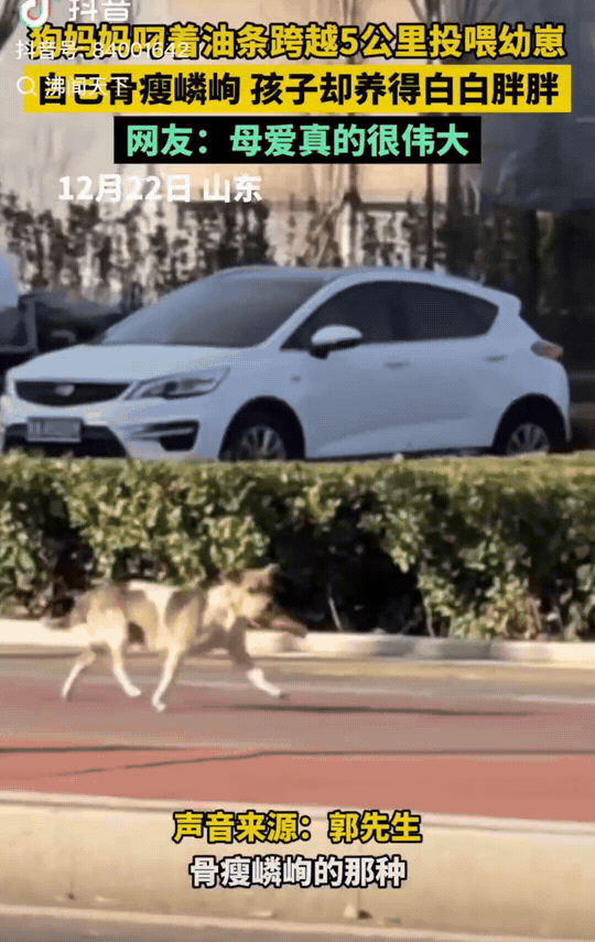 山东，郭先生在路上看到一只瘦骨嶙峋的小狗叼着一根油条，它一直跑着。出于好奇，郭先
