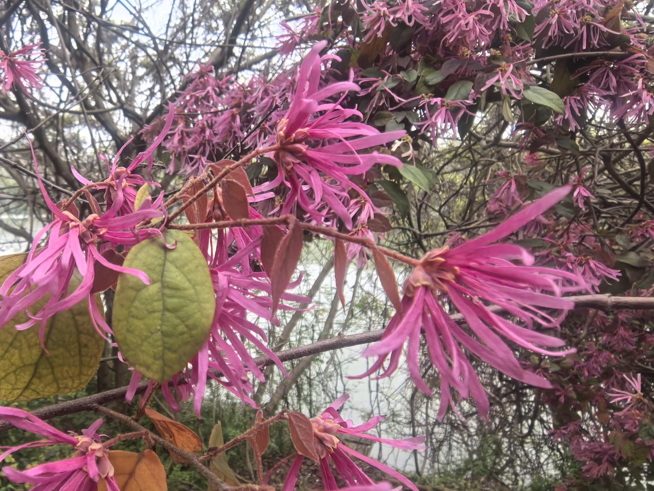 红花檵木红彤彤

襄阳护城河岸边，春风拂过，红花檵木开得热烈烂漫。丝丝花瓣如红绸