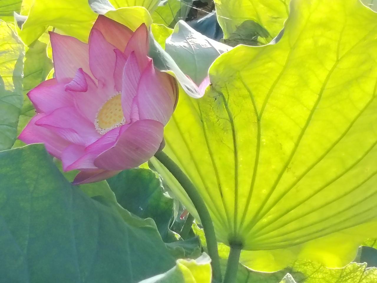 映日荷花别样红
晴日荷花