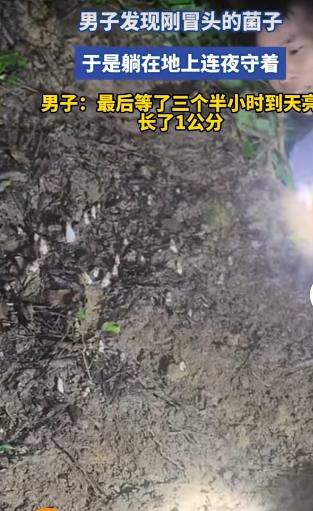 男子山中蹲守3.5小时，静静等候菌子成熟
 
进山采菌的男子发现一处刚冒头的野生