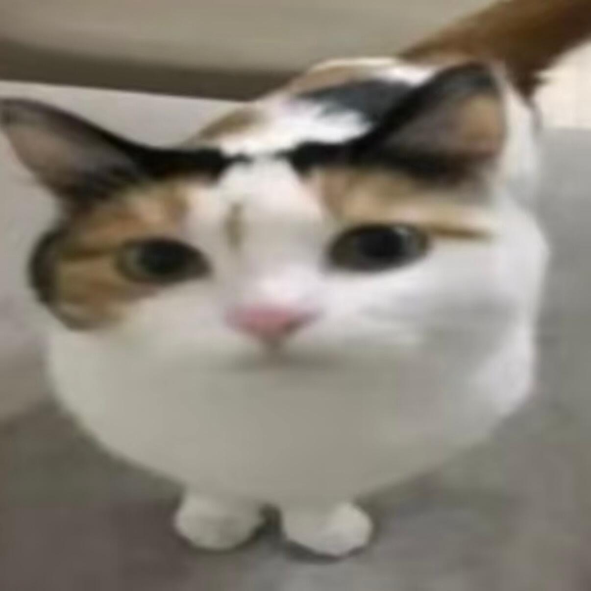 搞怪小猫头像⦮ ⦯⠀ 