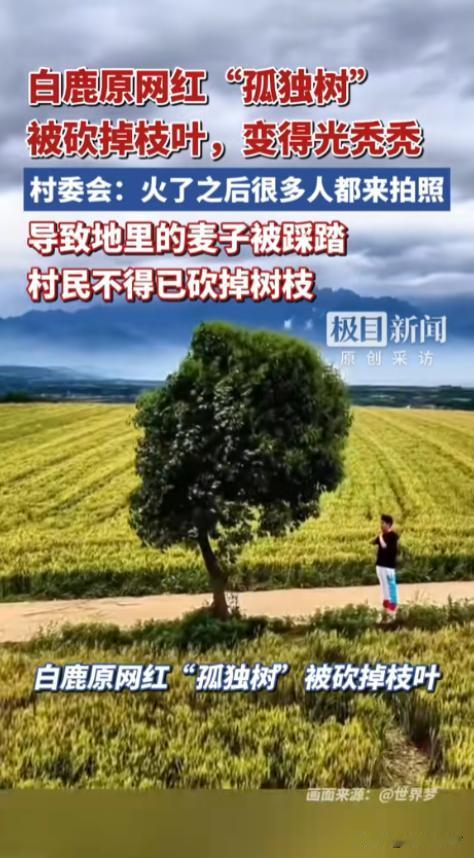 “人怕出名猪怕壮！”5 月 27 日，陕西一棵网红 “孤独树” 走红后，大批游客