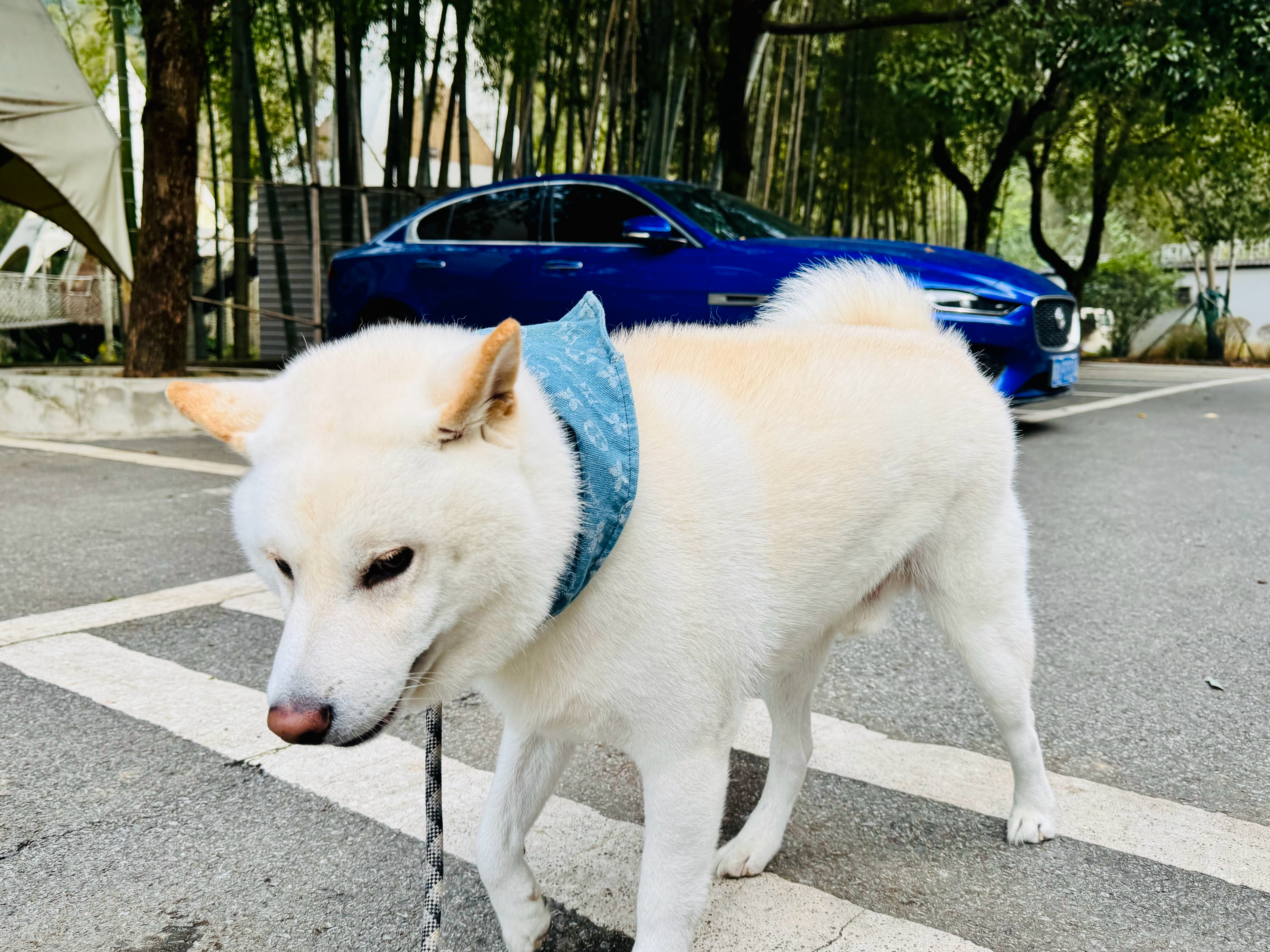 这算不算车模大片[doge][doge][doge]豪车超跑[超话] ​​​