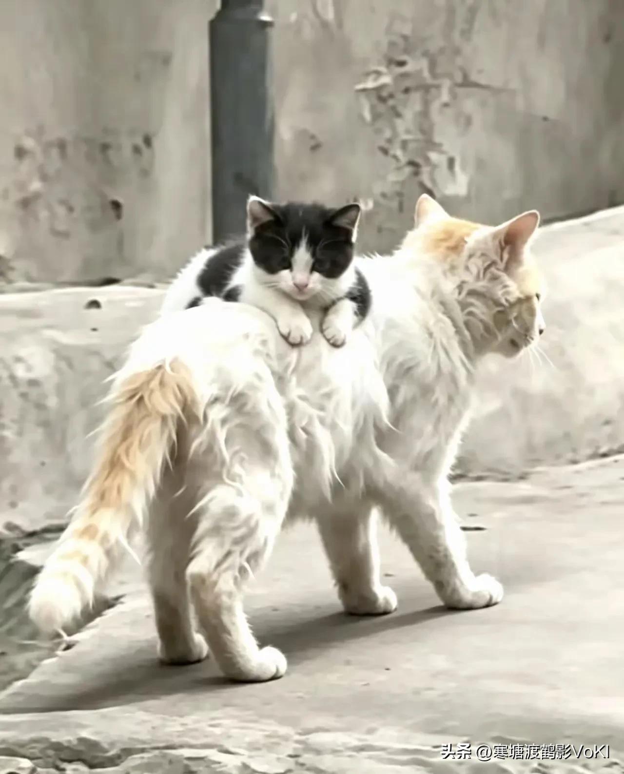 这对流浪猫母子不知道从哪里跑来小区一个多月了，猫妈妈每天背着小猫崽四处找吃的。猫