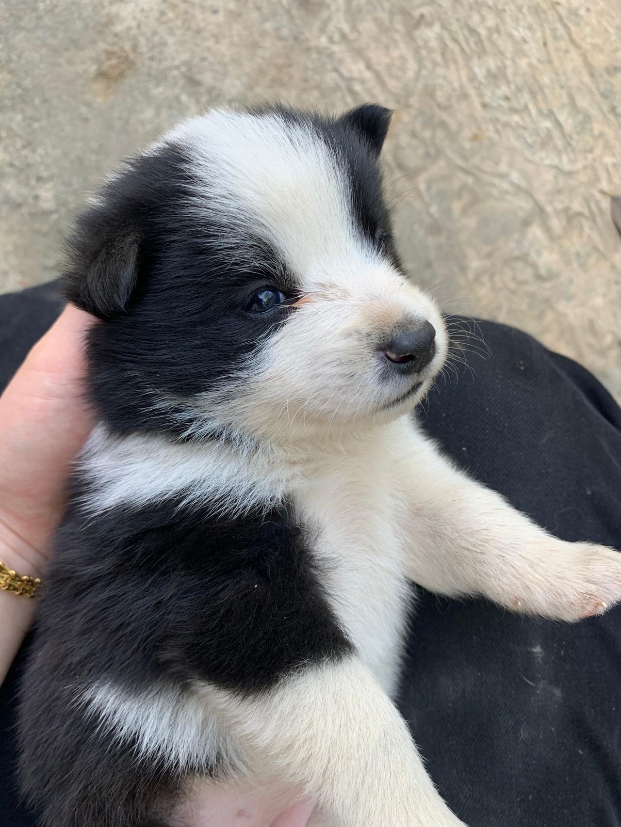 小奶狗 边牧 小狗🐶 抚摸狗狗的正确方式