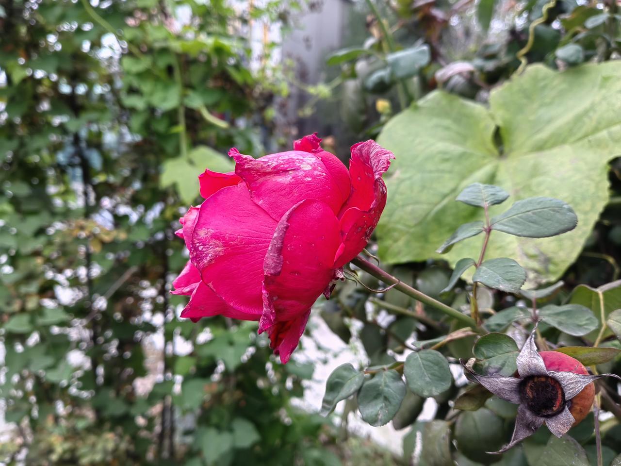 “六十耳顺”指的是什么？
是说人过六十岁，一路走来，风风雨雨，坎坎坷坷，生活积淀