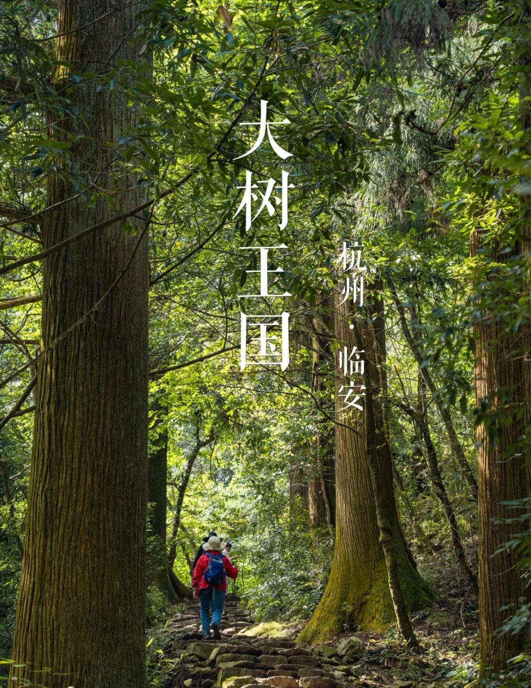 “西天目”大树王国 | 华东名山录
🌲大树华盖闻九州：在斑驳的光影之间，感受西