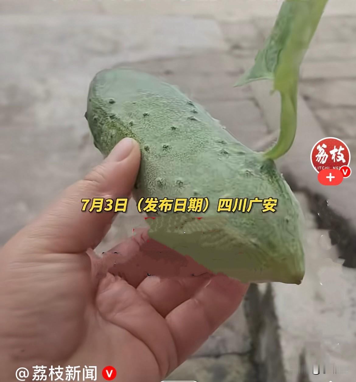 大千世界无奇不有……
近日，四川广安一女子自家菜园种的黄瓜，结出了一根超级怪异的