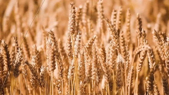 上世纪70年代，西藏地区曾尝试推广小麦种植，很多牧民第一次吃小麦，结果纷纷嫌弃，