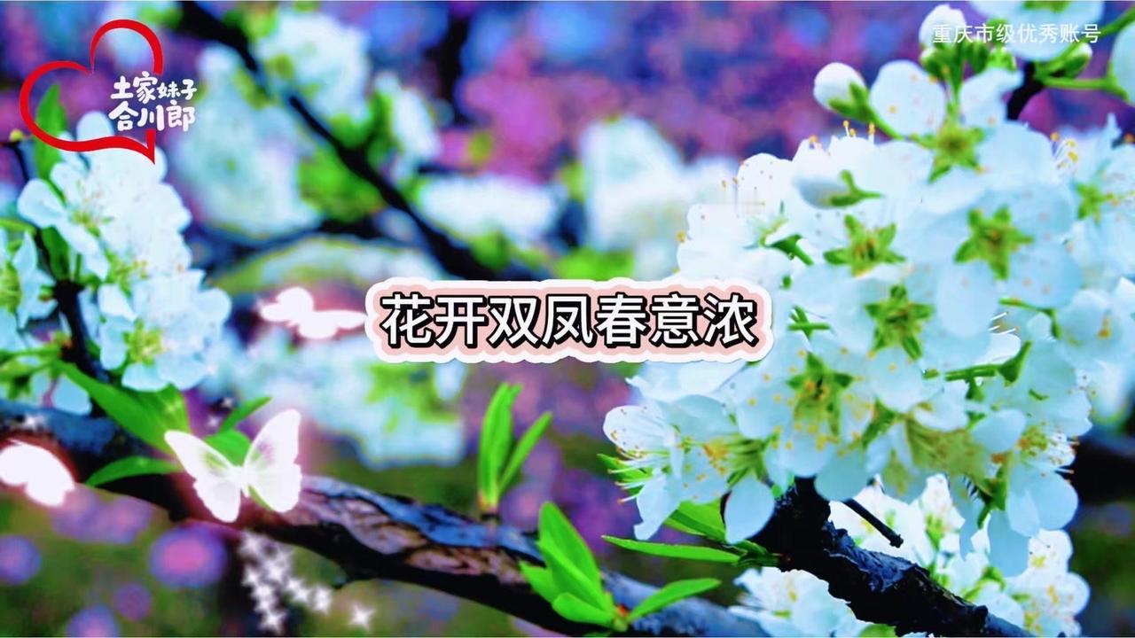 🌸合川双凤的2万亩李花正值盛开，漫山遍野似积雪铺地，春风拂过时，花瓣簌簌飘落，