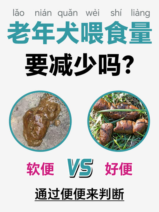 通过便便判断老年犬喂食量要减少吗