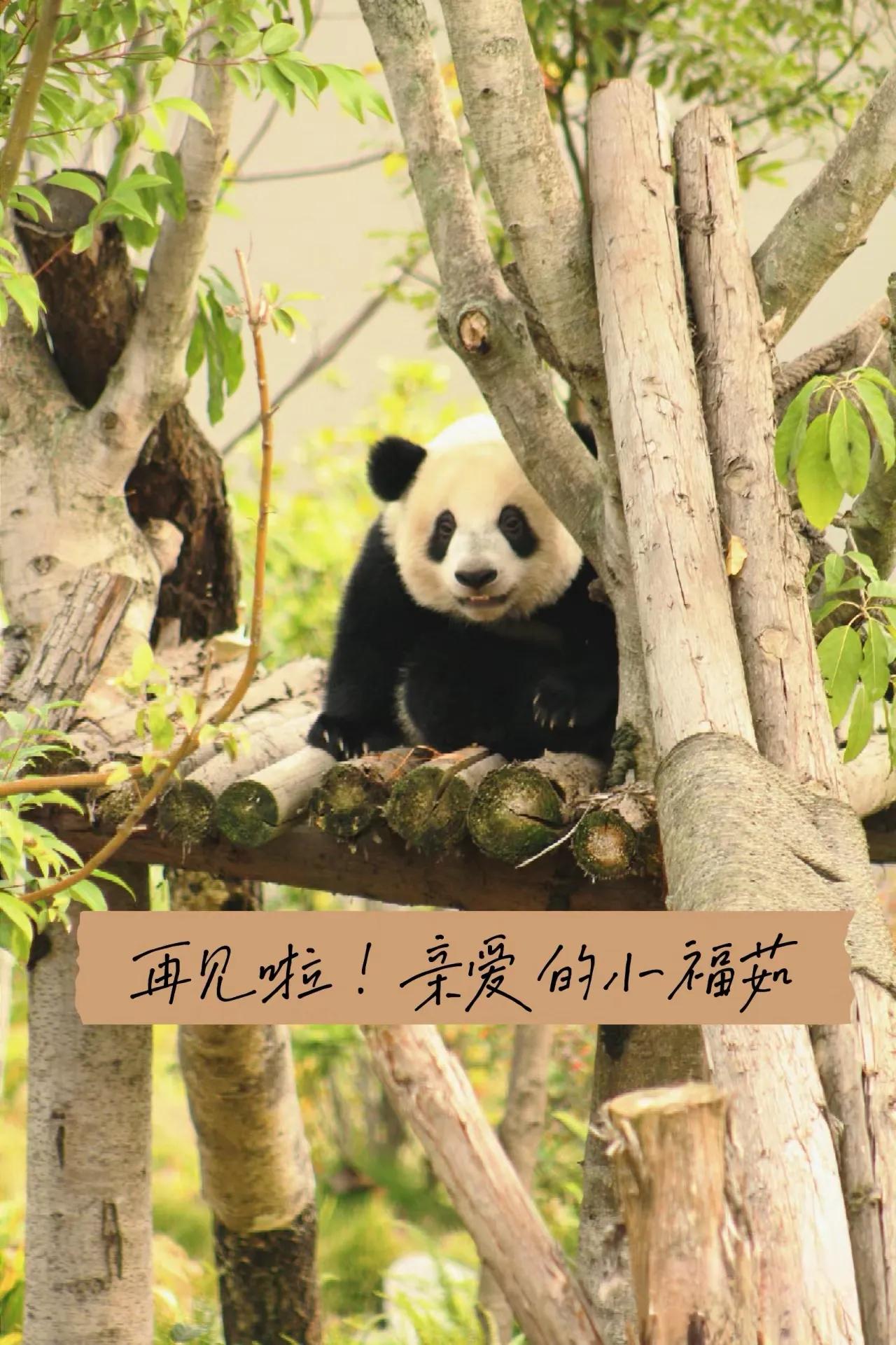 小福茹和妈妈在一起的幸福时光
去了潘达星
做一只无忧无虑的小熊吧
但如果真的有下