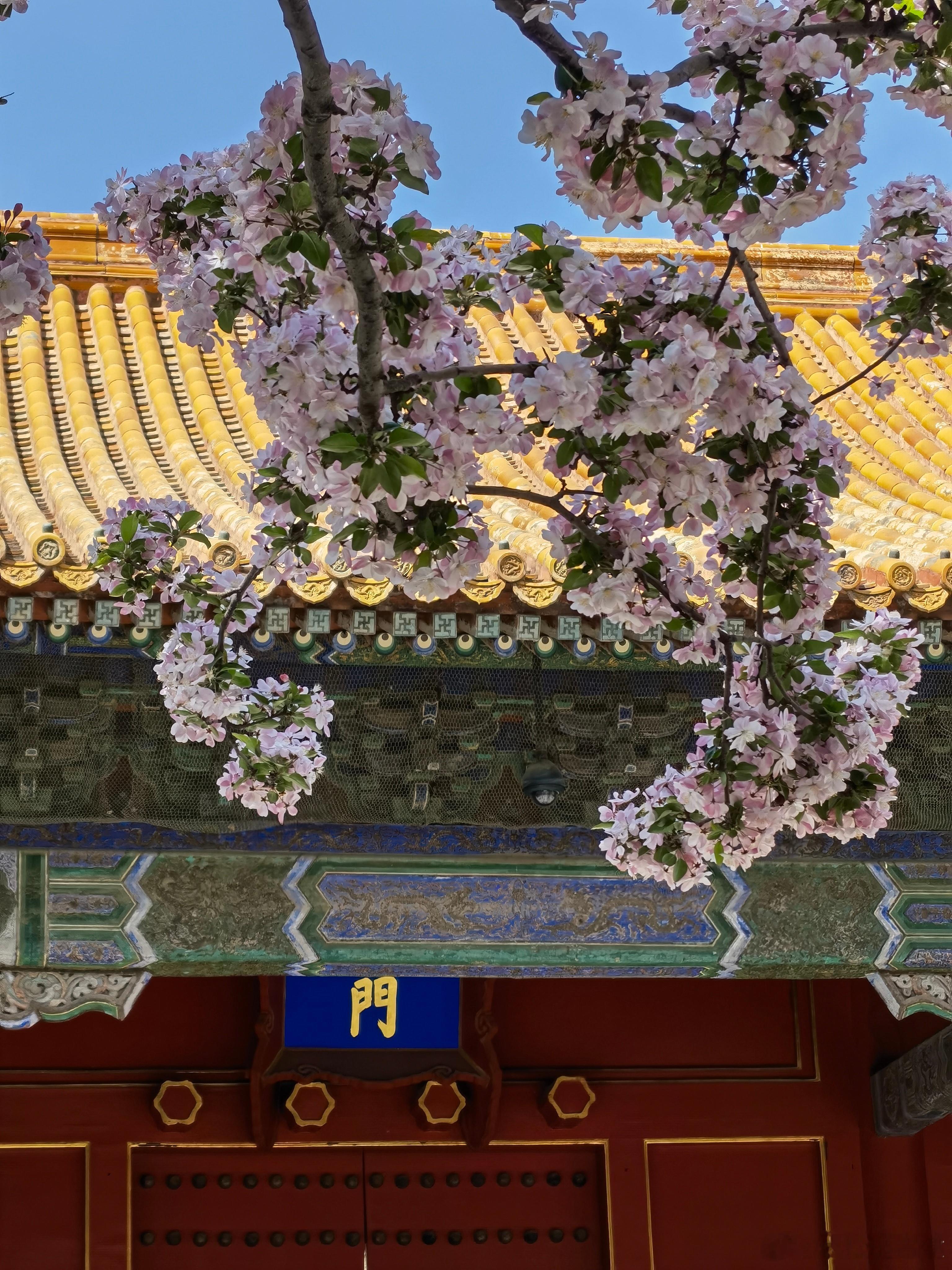 紫禁城花季 ​​​