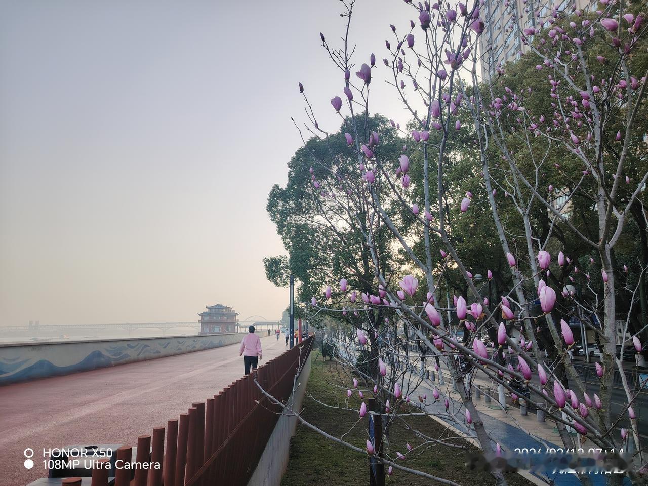 春日生活打卡季3月12日长江岸边赏花（玉兰花）