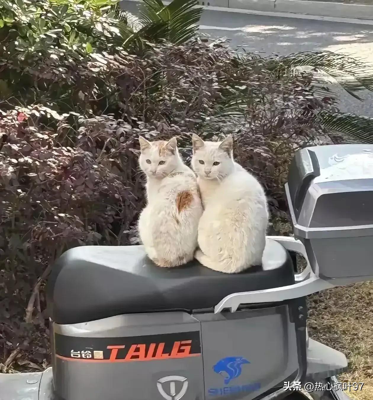 男子下班发现爱车被“占座”，定睛一看竟是两只高颜值流浪白猫！🤯
二话不说投喂火