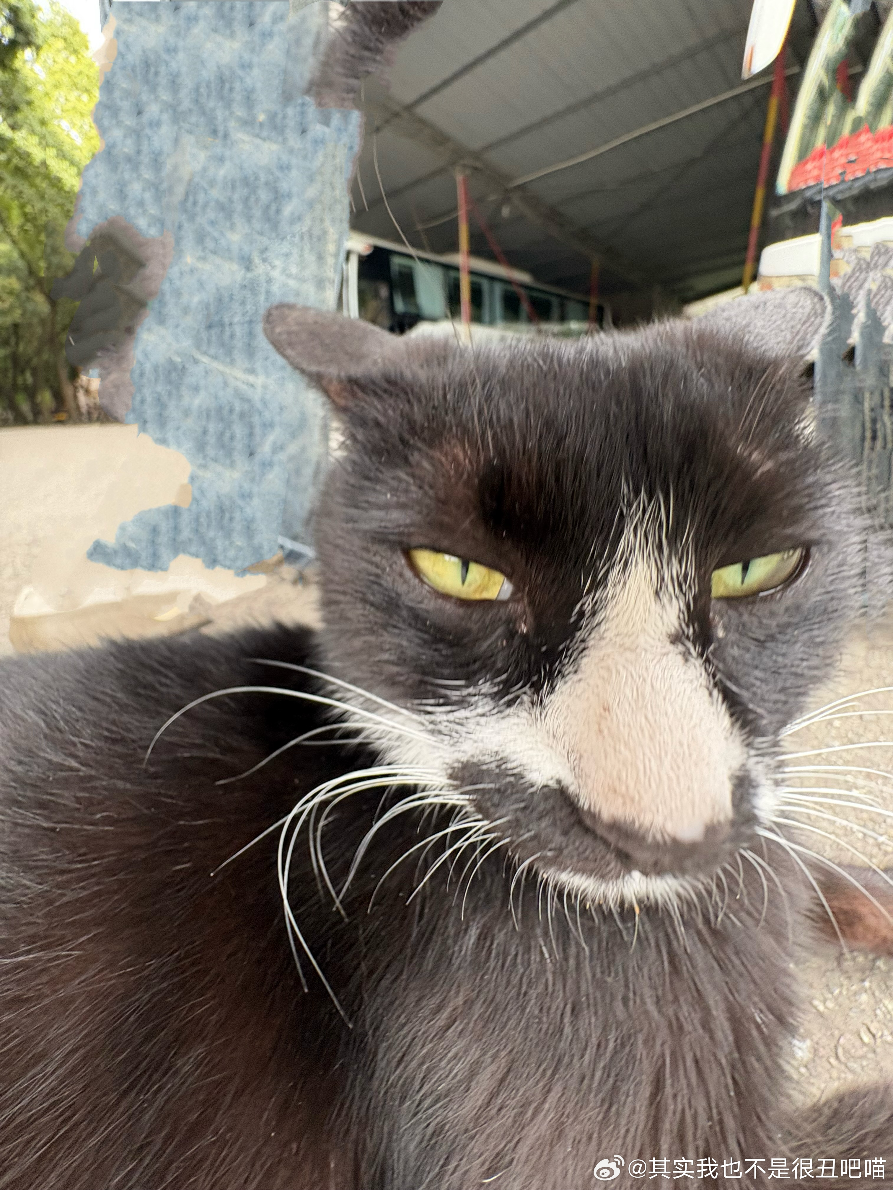 49704【丑猫】刷到同校的猫了！其实我这也有一张神图来着 李涛此猫神图频出是否