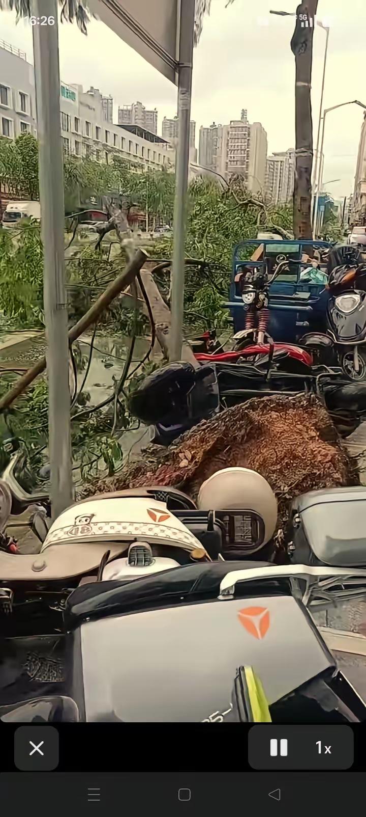 红霞这个粘人的台风小妖精，所到之处，损害严重，带来大风暴雨，口碗大的树，都会折腰