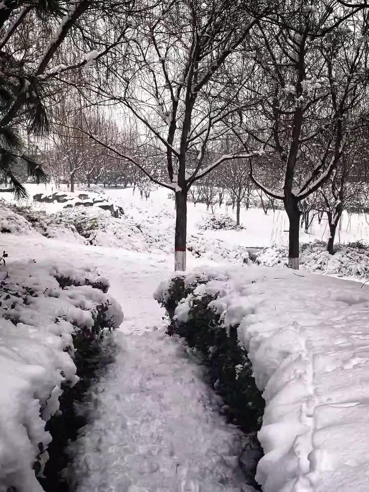 春雪 唐 韩愈 新年都未有芳华，二月初惊见草芽。白雪却嫌春色晚，故穿庭树作飞花。