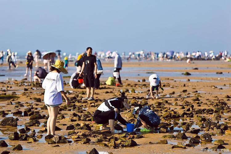 网友分享唐山曹妃甸赶海拾贝实录：退潮后滩涂广阔，花蛤、白蚬子、小螃蟹随处可见。带