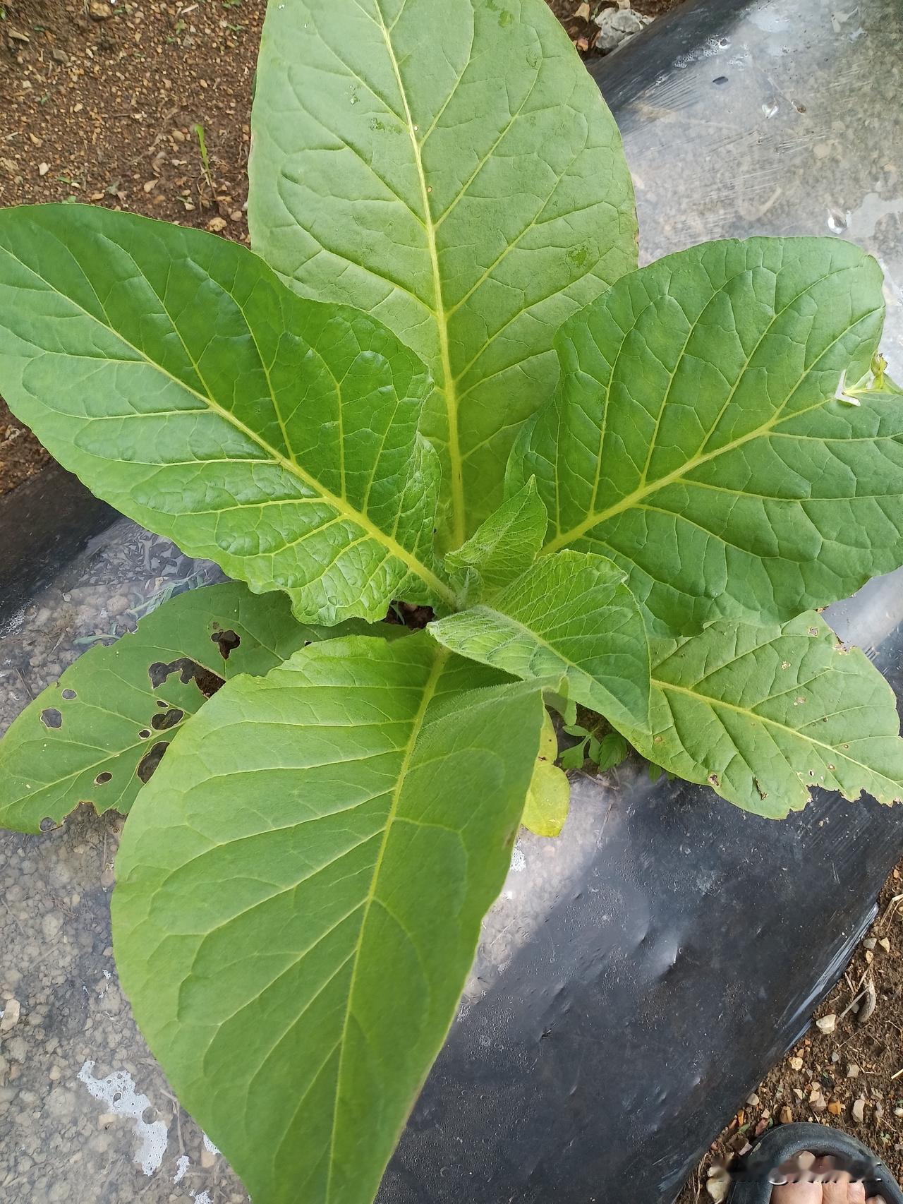 我们村里有一个人，特别喜欢串门，只要坐在那里，就像木桩一样，赖着不走。
只要他起