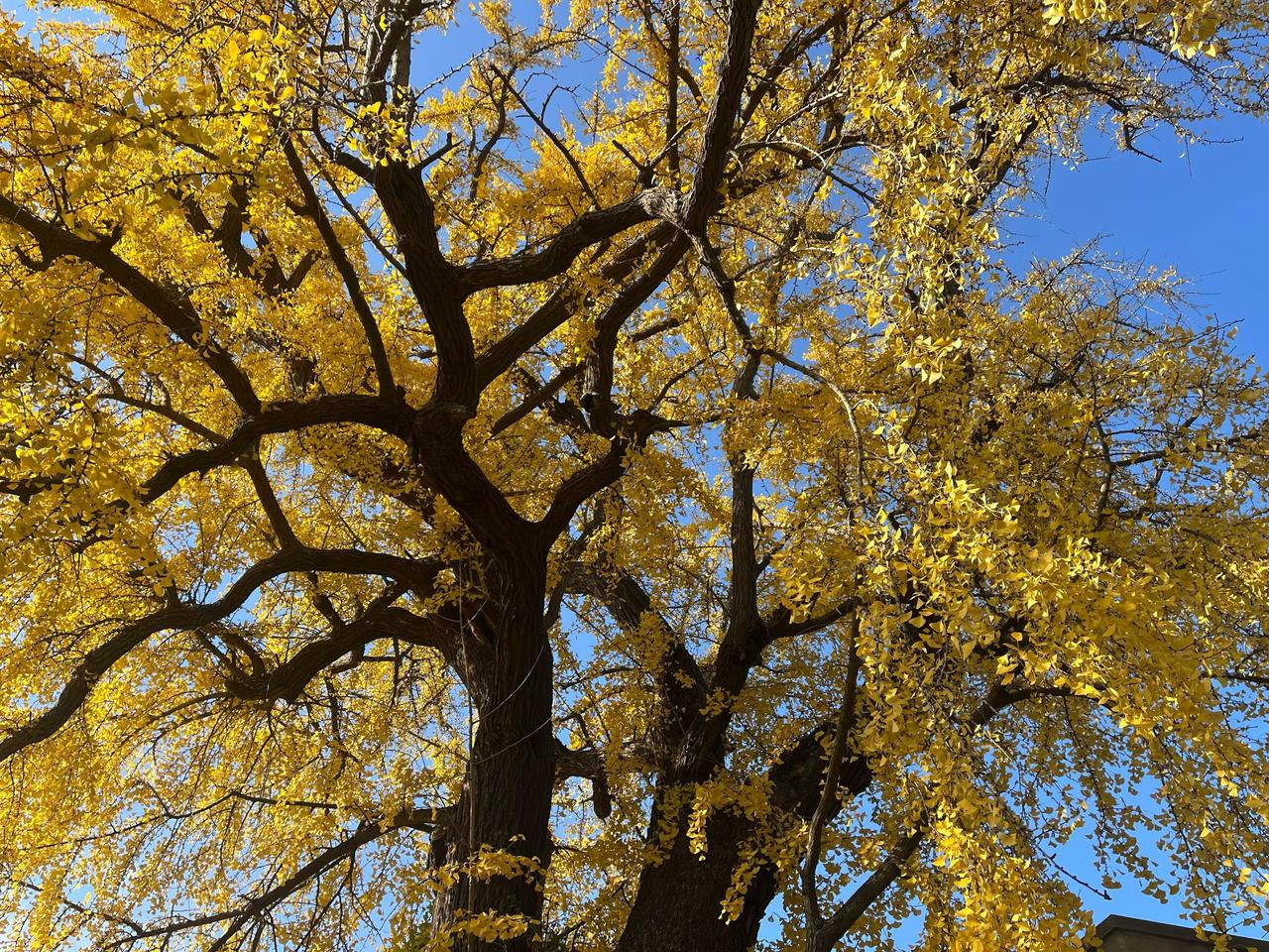 千年以前，敦煌这里的文化是辉煌的，来自远方的商人、艺人在这里相遇相识，
千年以前