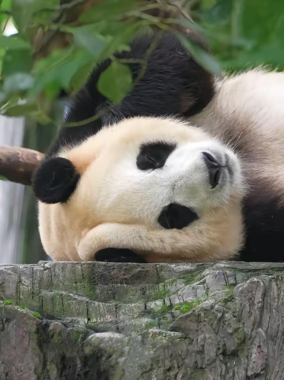 福宝福公主躺赢
福宝的内核真的很稳
她也知道三伏天就是要伏
动一动就热
那还不如
