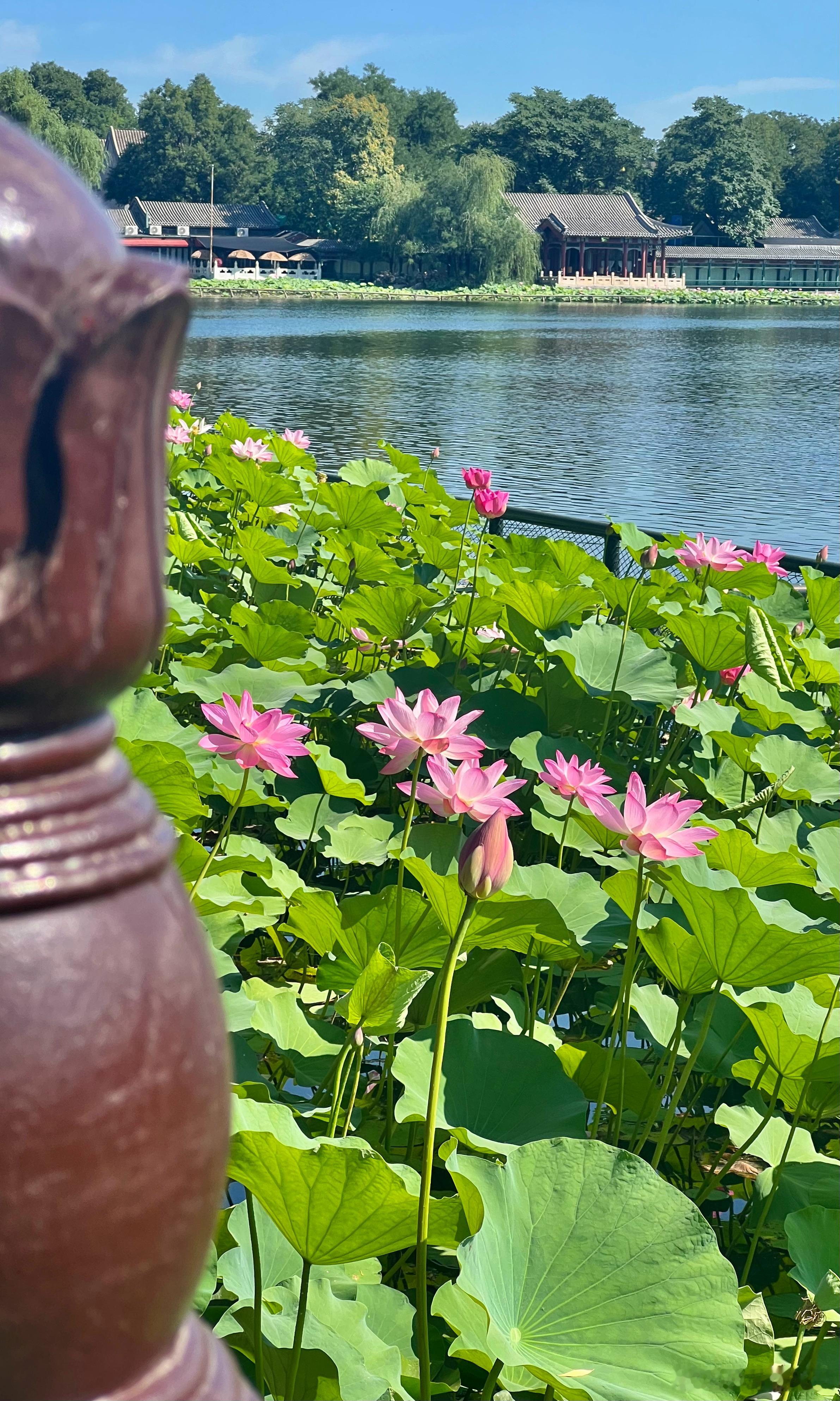 北京什刹海 荷花香摄影​​​