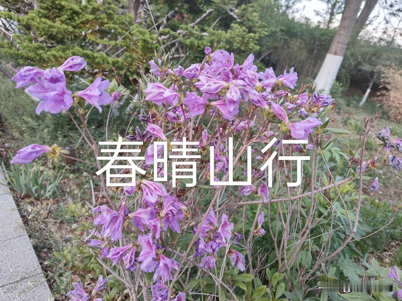 早晨睡到自然醒，推窗便是晴好天光。喝了一大杯温开水，也没朋友约我，临时约人反倒仓