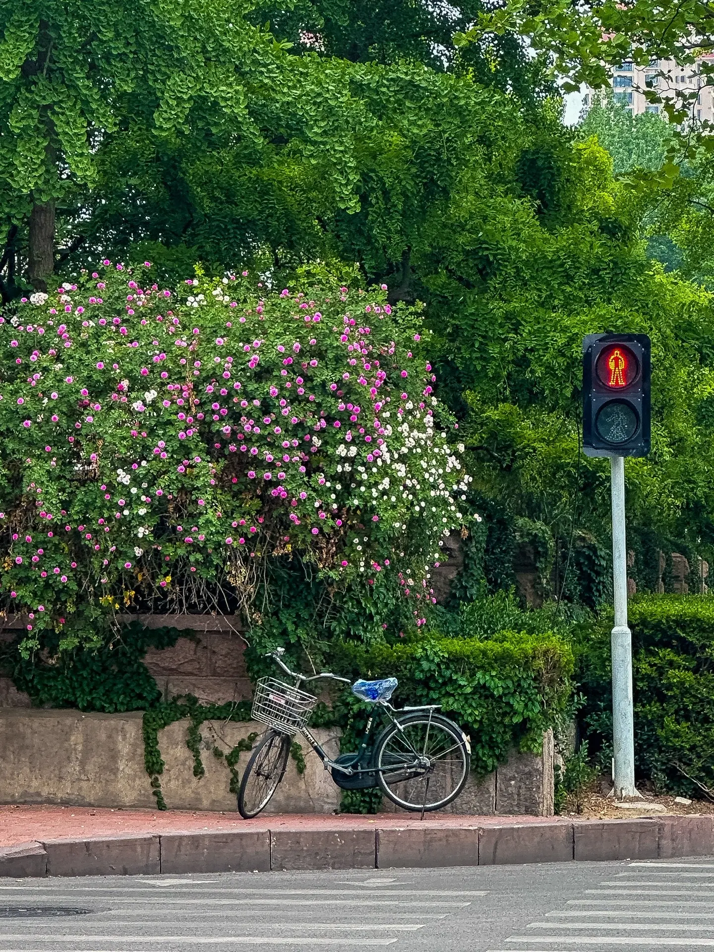 大街上随处可见的小花花 这就是春天的临沂味道