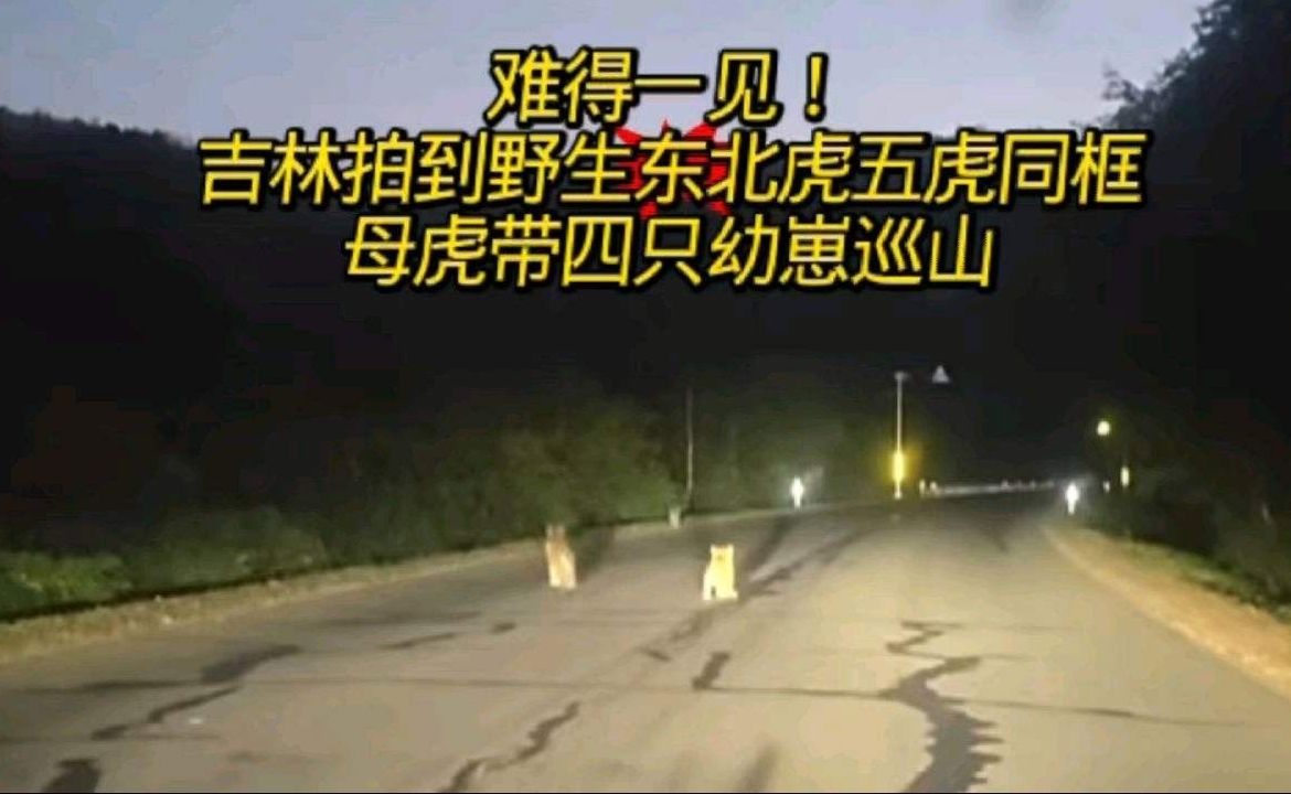 难得一见！吉林拍到野生东北虎五虎同框，母虎带四只幼崽巡山