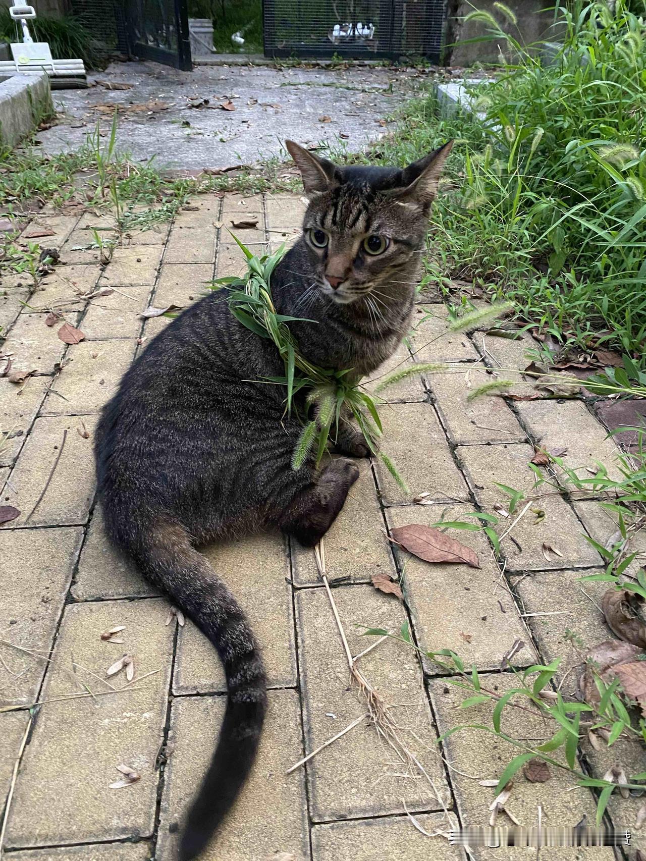 狸花猫现在慢慢练习和陌生人相处，路人从它身旁走过也不怕了。